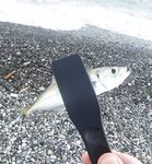 Пасха, сильный ветер и тяжёлые условия: ловля с пляжа и первая ставрида