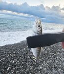 Пасха, сильный ветер и тяжёлые условия: ловля с пляжа и первая ставрида