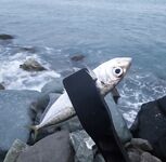 Шторм стих, но накат держится: ставрида по нарастающей до заката, ночь — мелочь