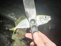 Шторм стих, но накат держится: ставрида по нарастающей до заката, ночь — мелочь