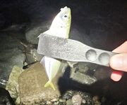 Шторм стих, но накат держится: ставрида по нарастающей до заката, ночь — мелочь