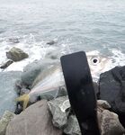 Шторм стих, но накат держится: ставрида по нарастающей до заката, ночь — мелочь