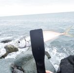 Шторм стих, но накат держится: ставрида по нарастающей до заката, ночь — мелочь