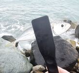 Шторм стих, но накат держится: ставрида по нарастающей до заката, ночь — мелочь