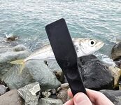 Шторм стих, но накат держится: ставрида по нарастающей до заката, ночь — мелочь