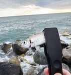 Шторм стих, но накат держится: ставрида по нарастающей до заката, ночь — мелочь