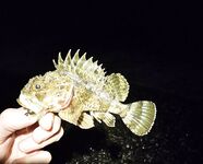 Дождь разогнал людей, ставрида мерная и чаще на выбросе, бонус одна