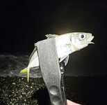 Дождь разогнал людей, ставрида мерная и чаще на выбросе, бонус одна