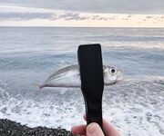 Дождь разогнал людей, ставрида мерная и чаще на выбросе, бонус одна