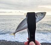 Дождь разогнал людей, ставрида мерная и чаще на выбросе, бонус одна