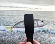 Дождь разогнал людей, ставрида мерная и чаще на выбросе, бонус одна