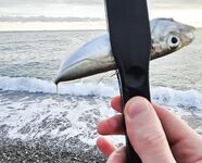 Дождь разогнал людей, ставрида мерная и чаще на выбросе, бонус одна