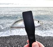 Дождь разогнал людей, ставрида мерная и чаще на выбросе, бонус одна