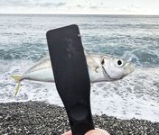 Дождь разогнал людей, ставрида мерная и чаще на выбросе, бонус одна