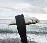 Дождь разогнал людей, ставрида мерная и чаще на выбросе, бонус одна