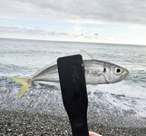 Дождь разогнал людей, ставрида мерная и чаще на выбросе, бонус одна