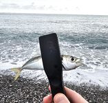 Дождь разогнал людей, ставрида мерная и чаще на выбросе, бонус одна