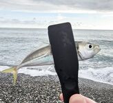 Дождь разогнал людей, ставрида мерная и чаще на выбросе, бонус одна