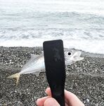 Дождь разогнал людей, ставрида мерная и чаще на выбросе, бонус одна