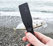 Дождь разогнал людей, ставрида мерная и чаще на выбросе, бонус одна