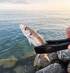 Адлер ЖД и Фишт: мелкая ставрида у вокзала, три отборных у Фишта до темноты