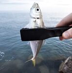 Адлер ЖД и Фишт: мелкая ставрида у вокзала, три отборных у Фишта до темноты