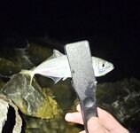 Адлер ЖД и Фишт: мелкая ставрида у вокзала, три отборных у Фишта до темноты