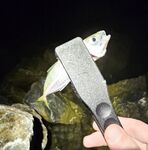 Адлер ЖД и Фишт: мелкая ставрида у вокзала, три отборных у Фишта до темноты