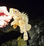 Адлер ЖД и Фишт: мелкая ставрида у вокзала, три отборных у Фишта до темноты