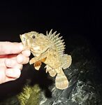 Фишт вечером: ставрида с перерывами, бонусов нет, ерш один и два холостых