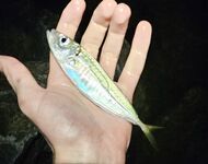 Фишт вечером: ставрида с перерывами, бонусов нет, ерш один и два холостых