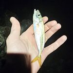 Фишт вечером: ставрида с перерывами, бонусов нет, ерш один и два холостых