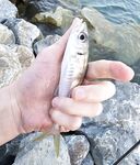 Фишт вечером: ставрида с перерывами, бонусов нет, ерш один и два холостых