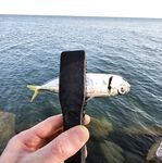 Фишт вечером: ставрида с перерывами, бонусов нет, ерш один и два холостых