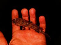 Буны у Адлера: по светлу тишина, с темнотой — ставрида на каждой проводке