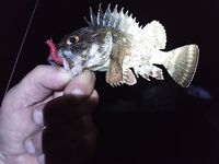 Буны у Адлера: по светлу тишина, с темнотой — ставрида на каждой проводке