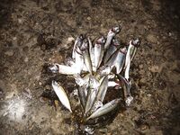 Буны у Адлера: по светлу тишина, с темнотой — ставрида на каждой проводке