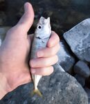 Имеретинка, Фишт: вечер «отборной» ставриды до заката, потом средняя и мелкая