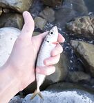 Имеретинка, Фишт: вечер «отборной» ставриды до заката, потом средняя и мелкая