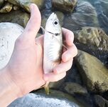 Имеретинка, Фишт: вечер «отборной» ставриды до заката, потом средняя и мелкая