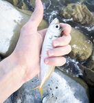 Имеретинка, Фишт: вечер «отборной» ставриды до заката, потом средняя и мелкая