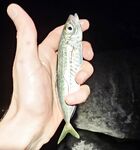 Имеретинка, Фишт: вечер «отборной» ставриды до заката, потом средняя и мелкая