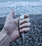 Сочи, ветер и дождь: ловля на пляже вместо камней, тяжёлая проводка, но ставрида