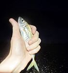 Сочи, ветер и дождь: ловля на пляже вместо камней, тяжёлая проводка, но ставрида