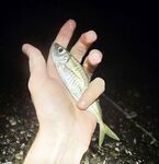 Сочи, ветер и дождь: ловля на пляже вместо камней, тяжёлая проводка, но ставрида