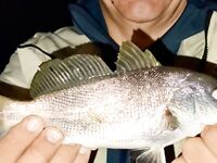 Сочи, мини-отпуск: ночные выходы 9–10 числа, скорпена 520 г и горбылик 480 г