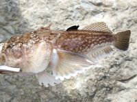 Морская рыбалка в Лермонтово, охота на барабулю и «звездочёта» с шипами