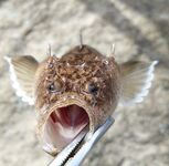 Морская рыбалка в Лермонтово, охота на барабулю и «звездочёта» с шипами