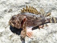 Морская рыбалка в Лермонтово, охота на барабулю и «звездочёта» с шипами