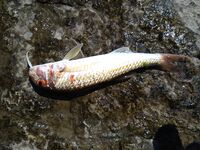 Морская рыбалка в Лермонтово, охота на барабулю и «звездочёта» с шипами